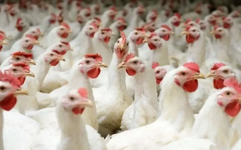 أسعار الدواجن والبيض تتصدر السوق الاثنين 2 مارس 2026